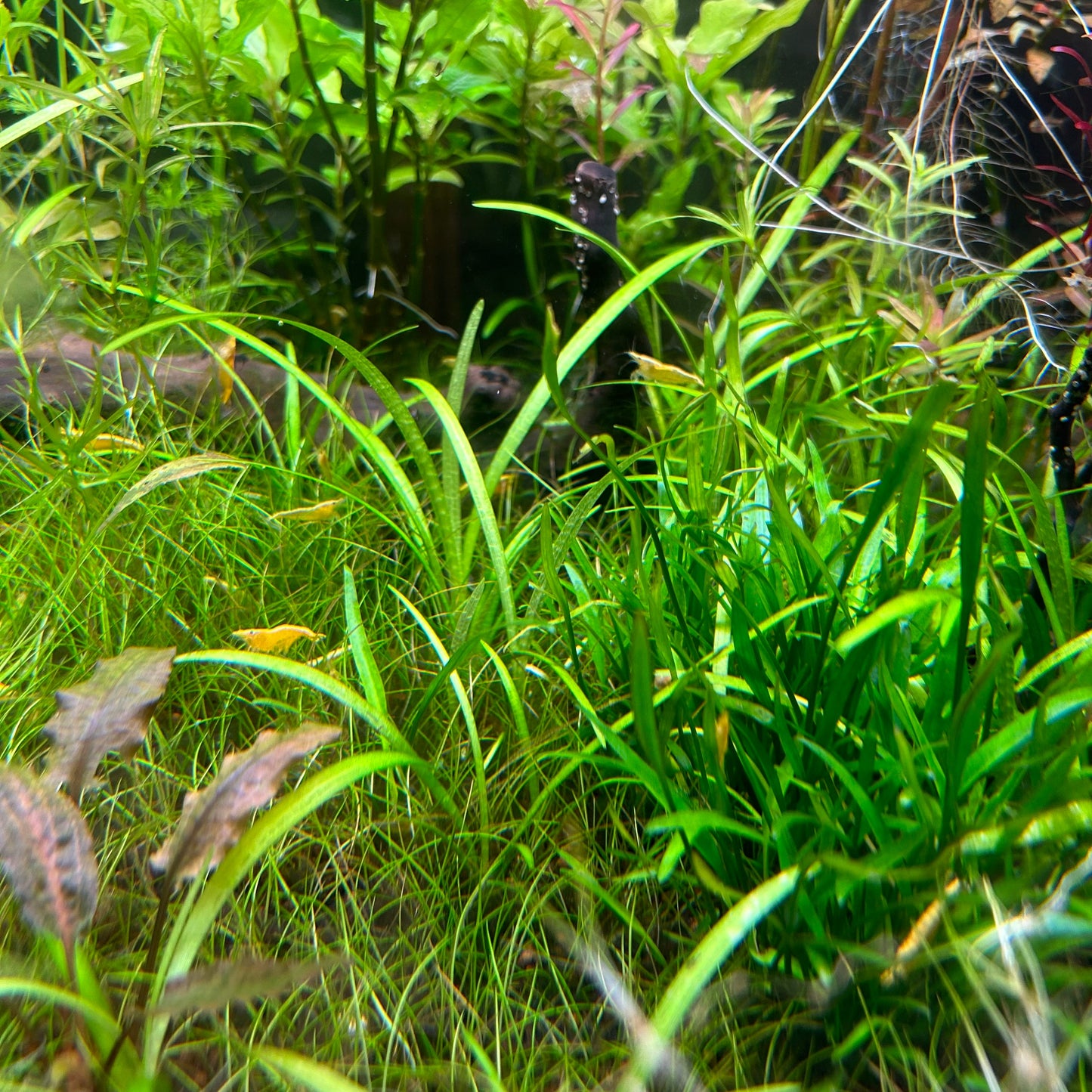 DWARF SAGITTARIA SUBULATA