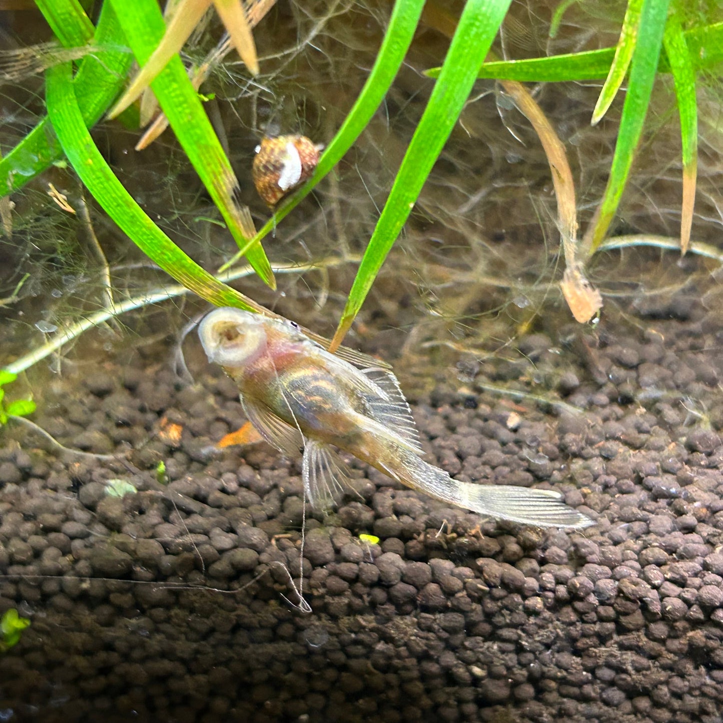 Green Dragon Bristlenose Plecos