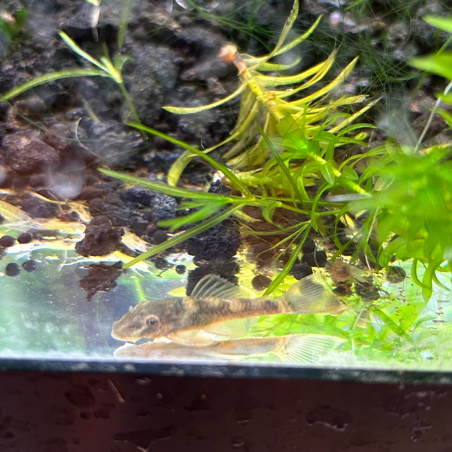 Green Dragon Bristlenose Plecos