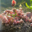 Ramshorn Snails