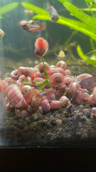 Ramshorn Snails