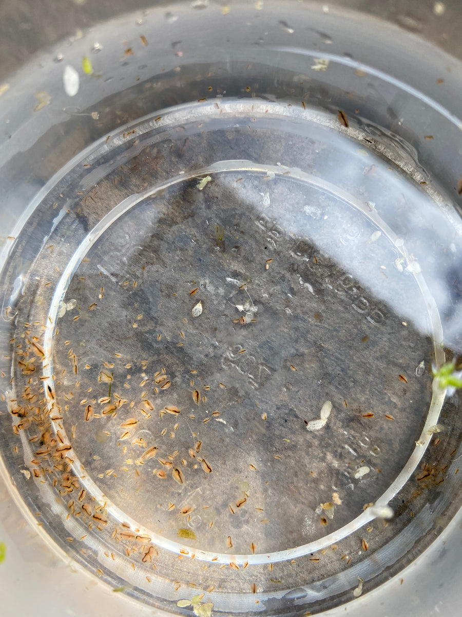 Cultura de emprendimiento de Daphnia en vivo