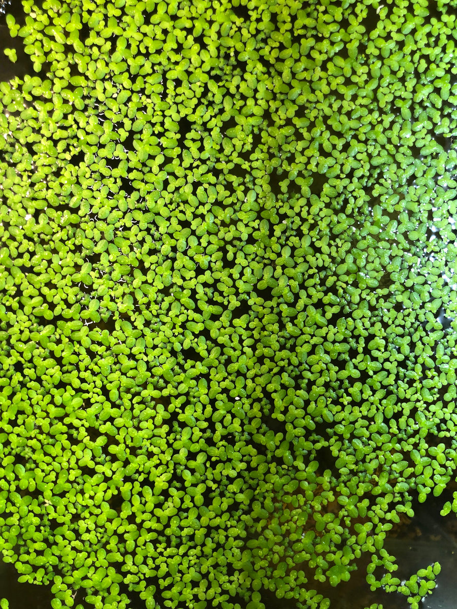Duckweed