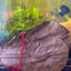 Indian Almond Leaves - Treat water for breeding, nursing bettas, shrimps