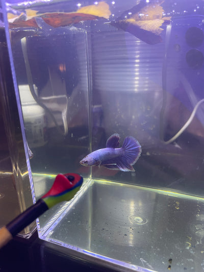 Betta flare stick