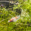 Hierba guppy