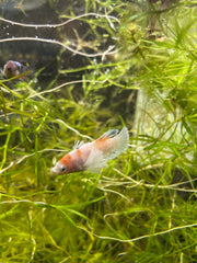 Floating plants