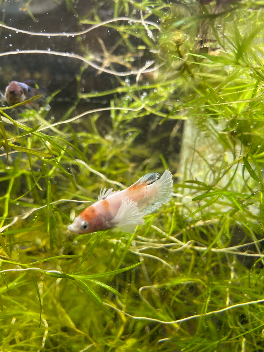 Guppy Grass