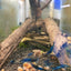 neocaridina shrimp  Blue Dream