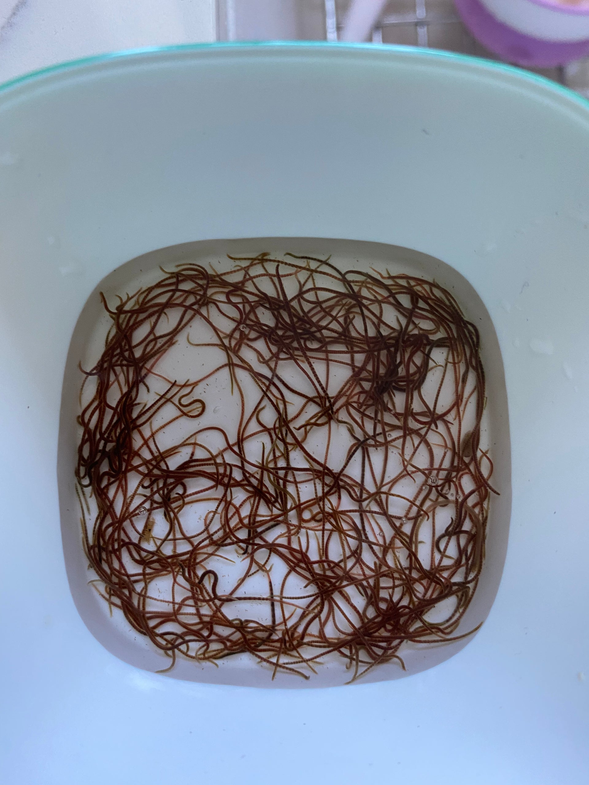 Live Blackworm JustFishyThing