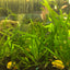 jungle vals aquarium plant