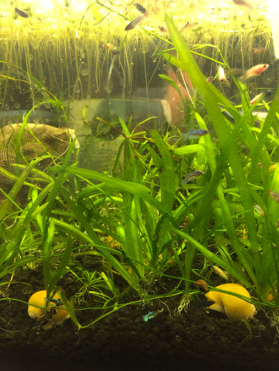 jungle vals aquarium plant