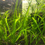 jungle vals aquarium plant