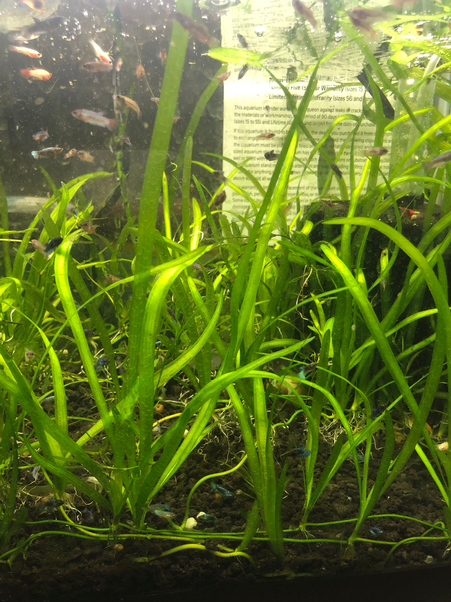 jungle vals aquarium plant