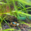 Hierba guppy