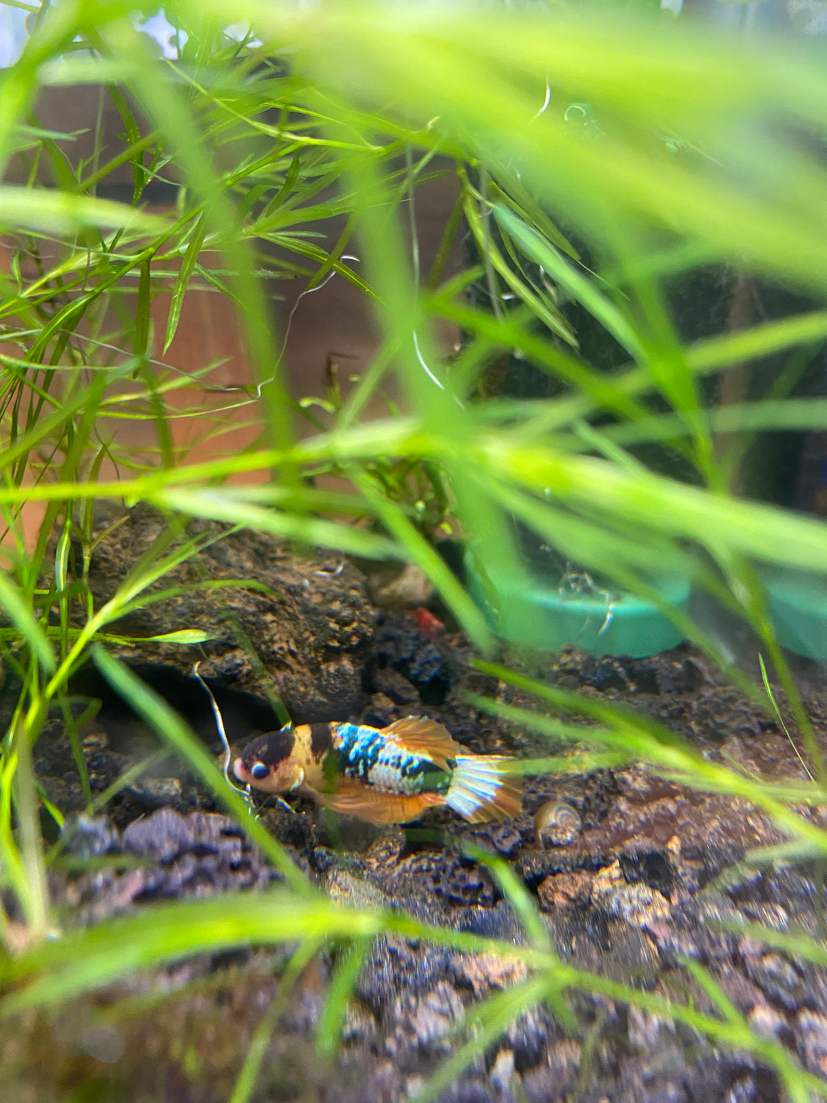 Hierba guppy