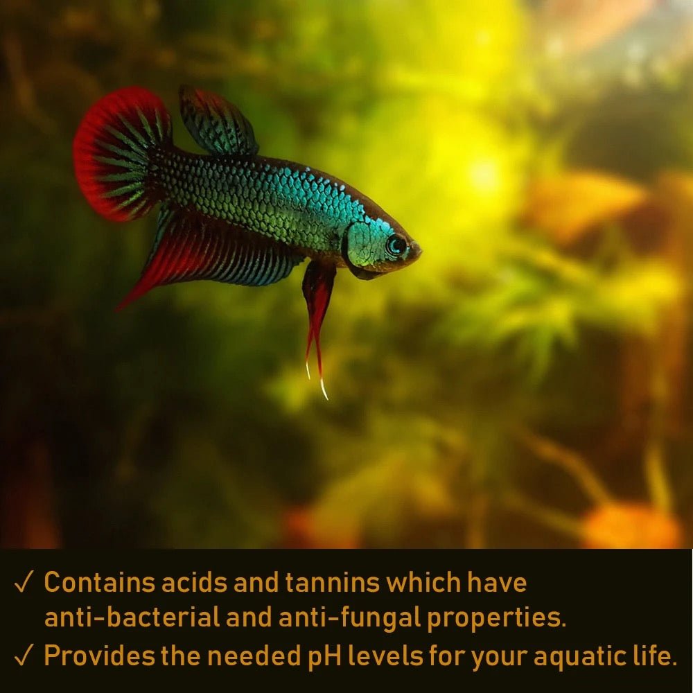 Hojas de almendra india: tratamiento del agua para cría y lactancia de bettas y camarones
