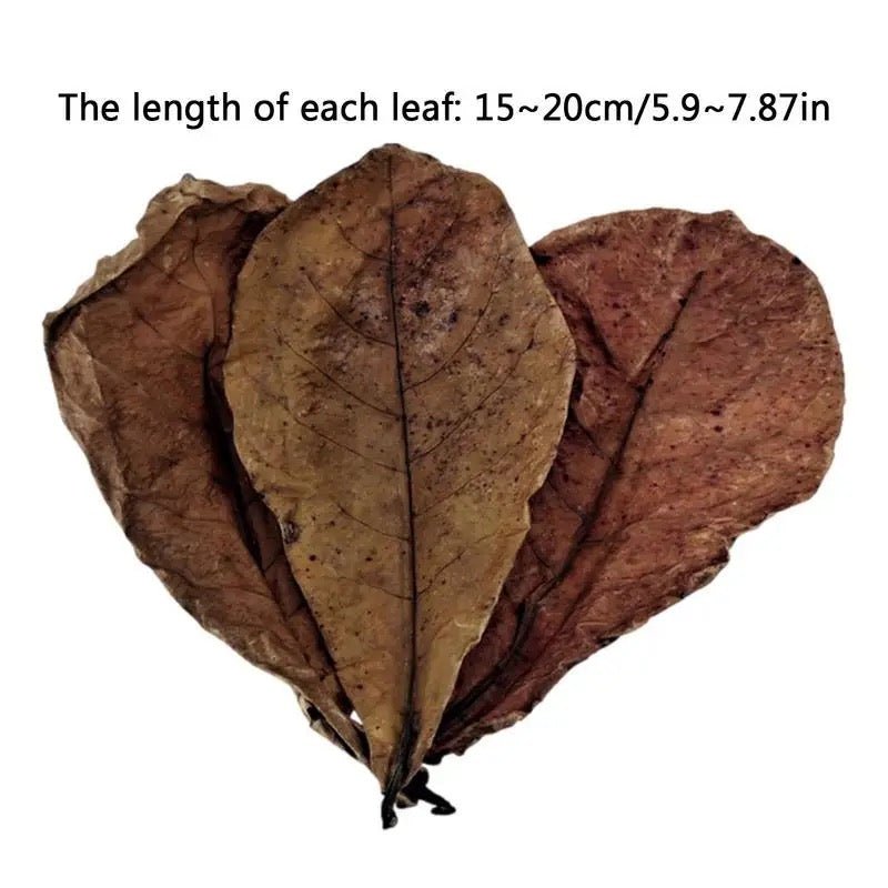 Indian Almond Leaves - Treat water for breeding, nursing bettas, shrimps