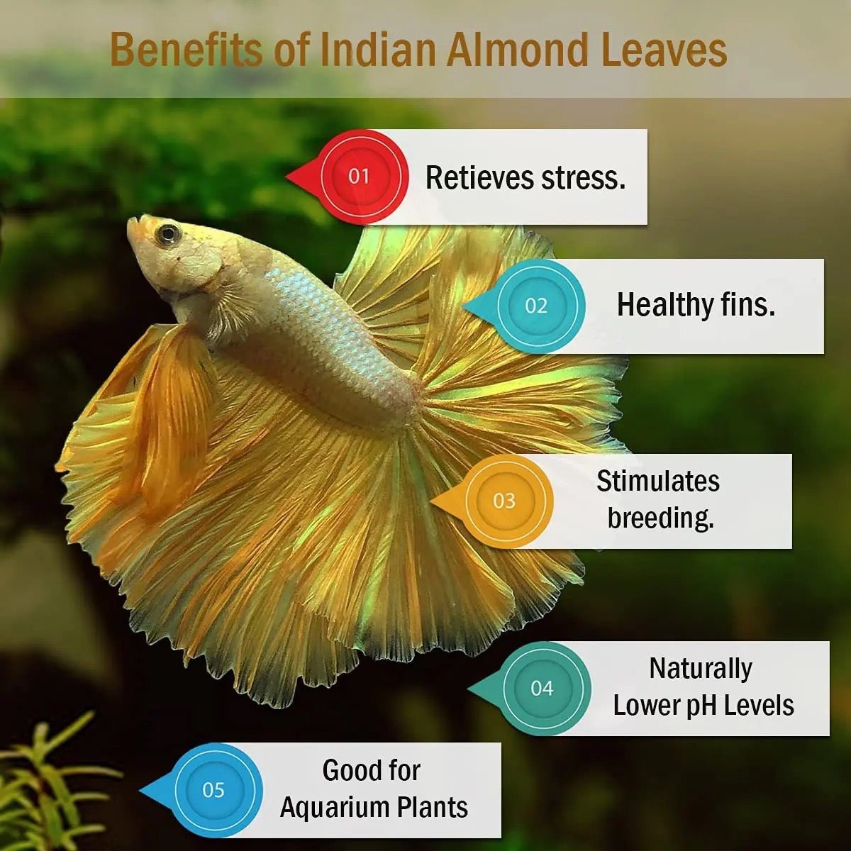 Indian Almond Leaves - Treat water for breeding, nursing bettas, shrimps