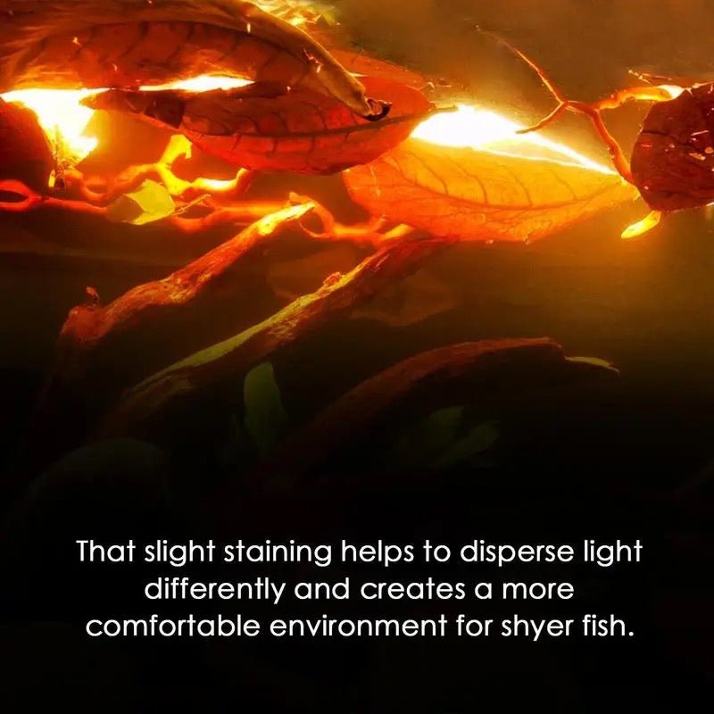 Hojas de almendra india: tratamiento del agua para cría y lactancia de bettas y camarones