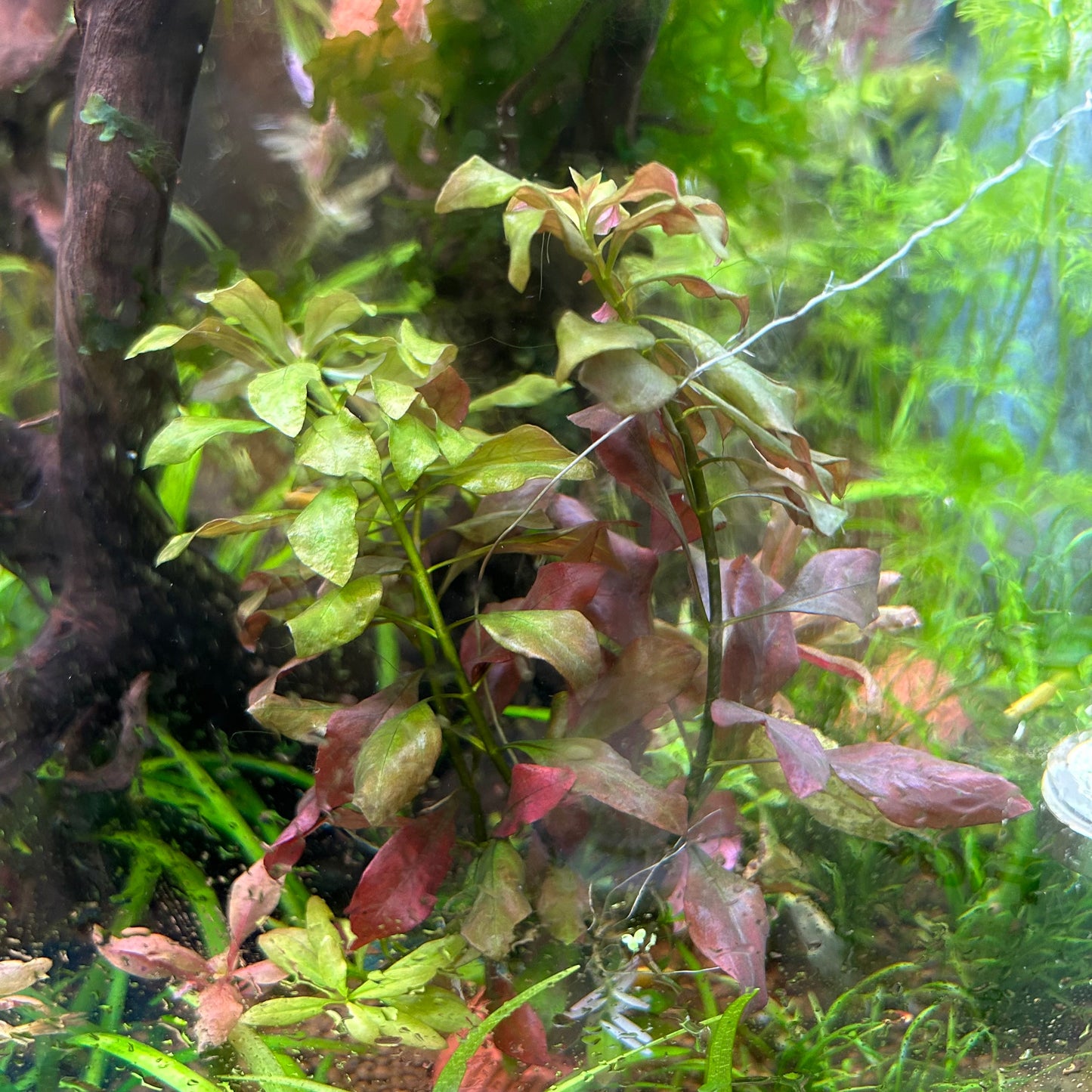 Ludwigia Peruensis