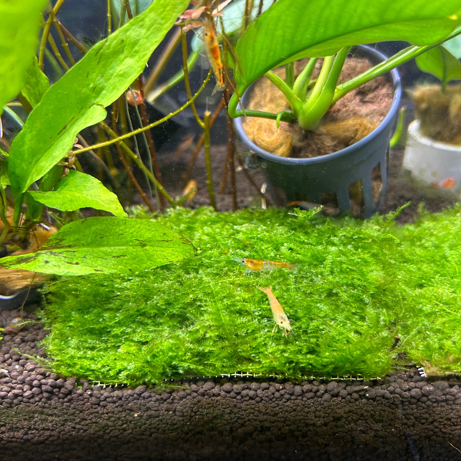 Mini Taiwan Moss Mattress