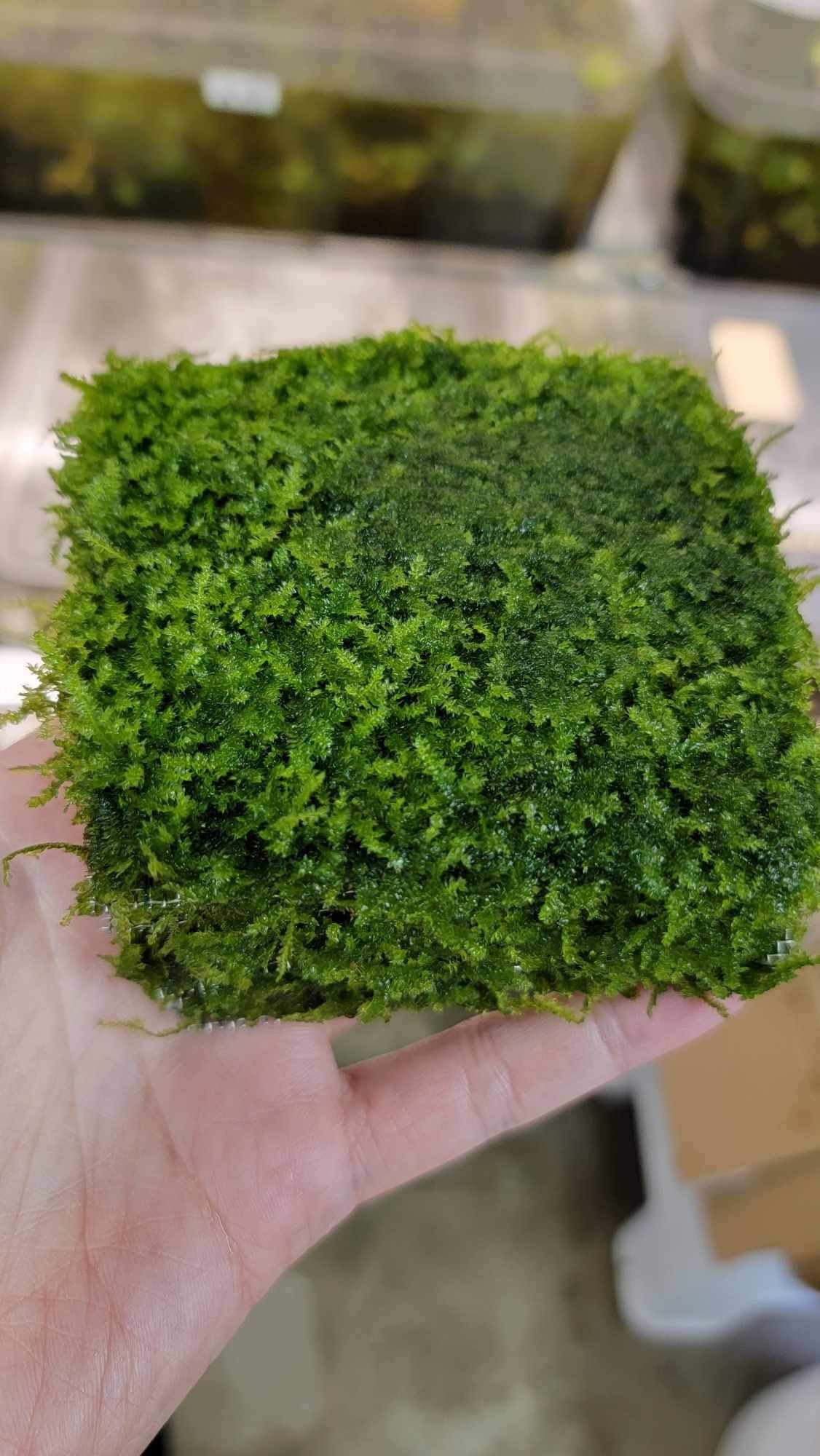 Mini Taiwan Moss Mattress