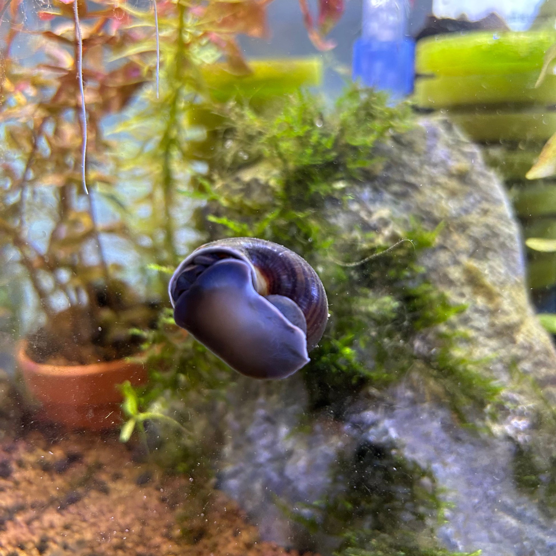 Mystery Snails