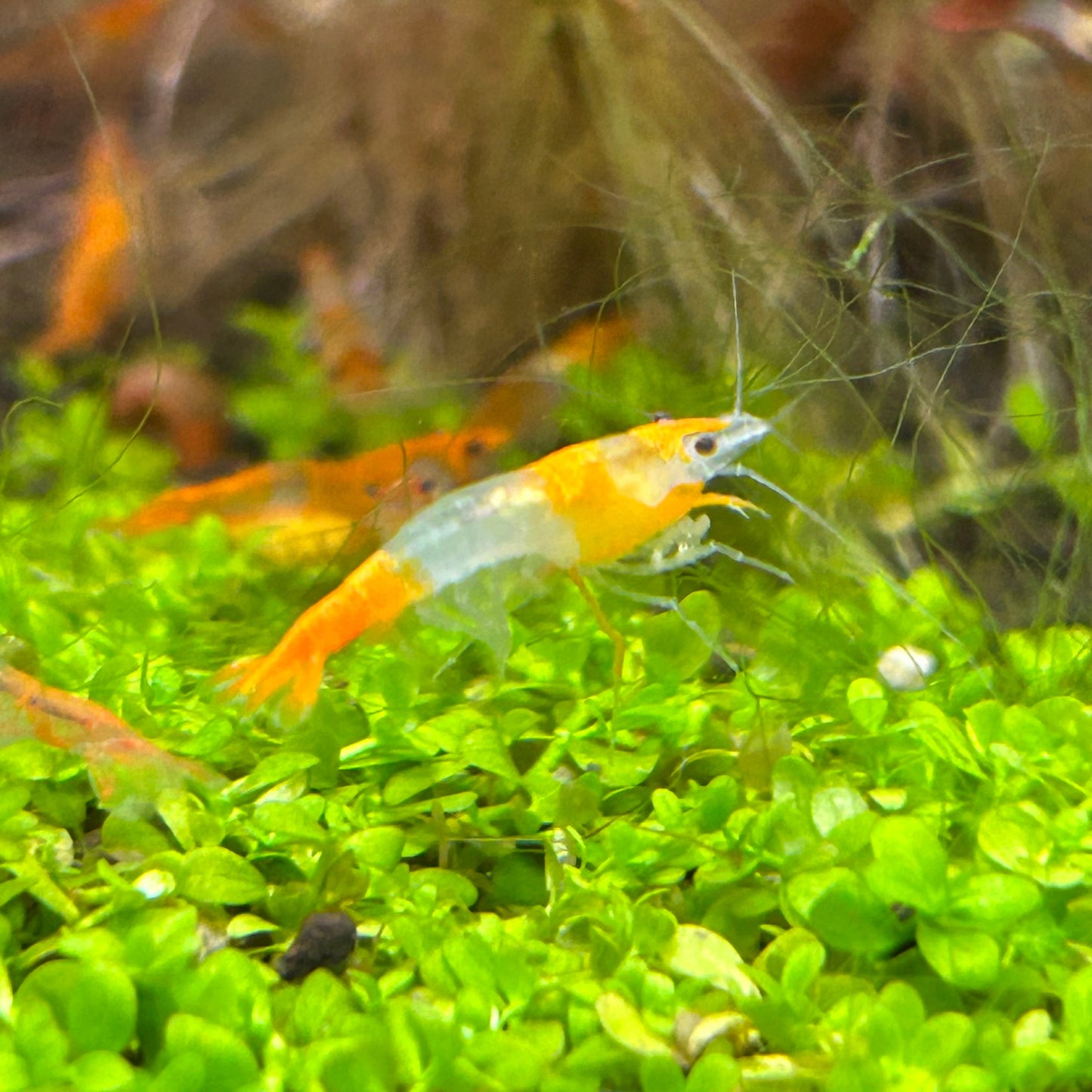 Orange Rili Shrimp - Good Grade