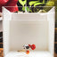 Platinum Redtail Dumbo-Ear Guppy