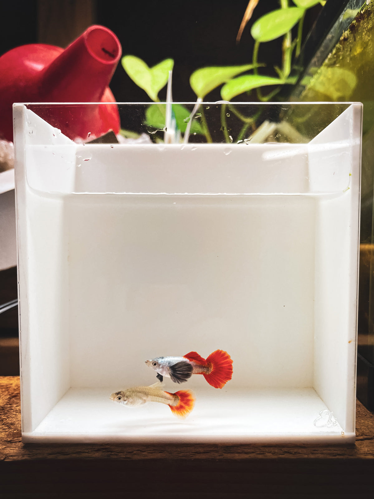 Guppy Fish Platinum Redtail Dumbo Ear