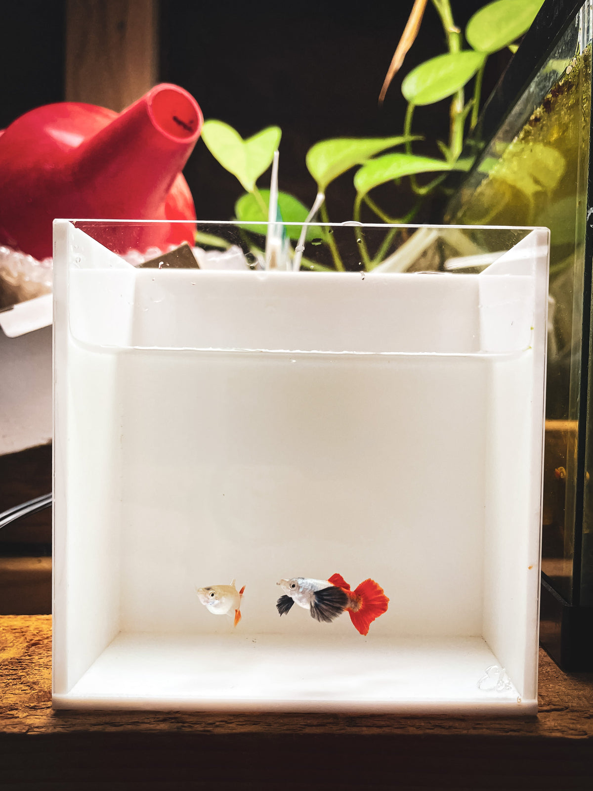 Guppy Fish Platinum Redtail Dumbo Ear
