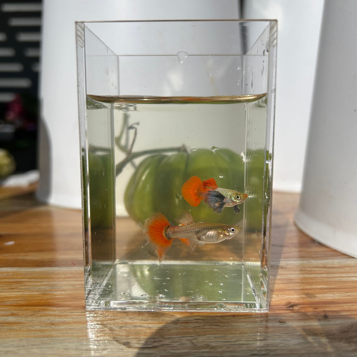 Guppy Fish Platinum Redtail Dumbo Ear