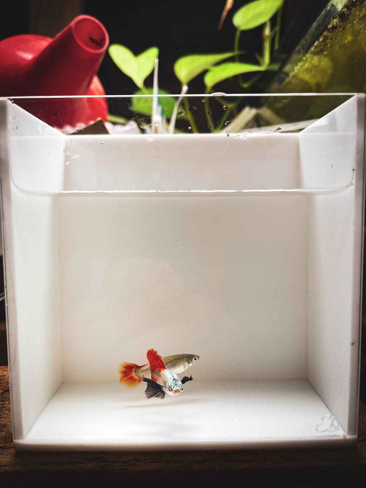 Guppy Fish Platinum Redtail Dumbo Ear