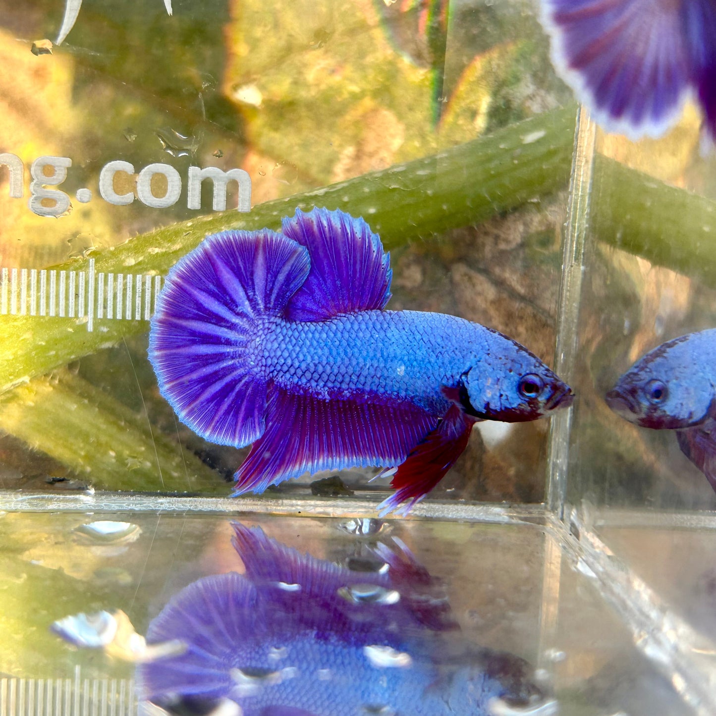 Purple Pink Dragon - Betta