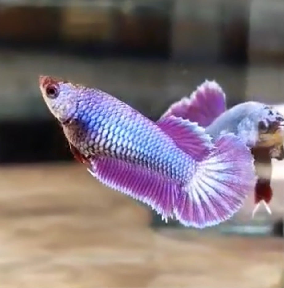 Betta Purple Pink Dragon Plakat