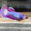 Purple Pink Dragon - Betta