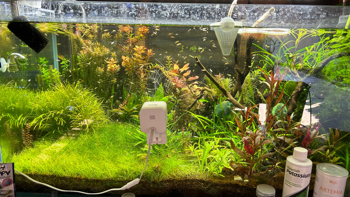 Baby Betta Mixed Random Pick