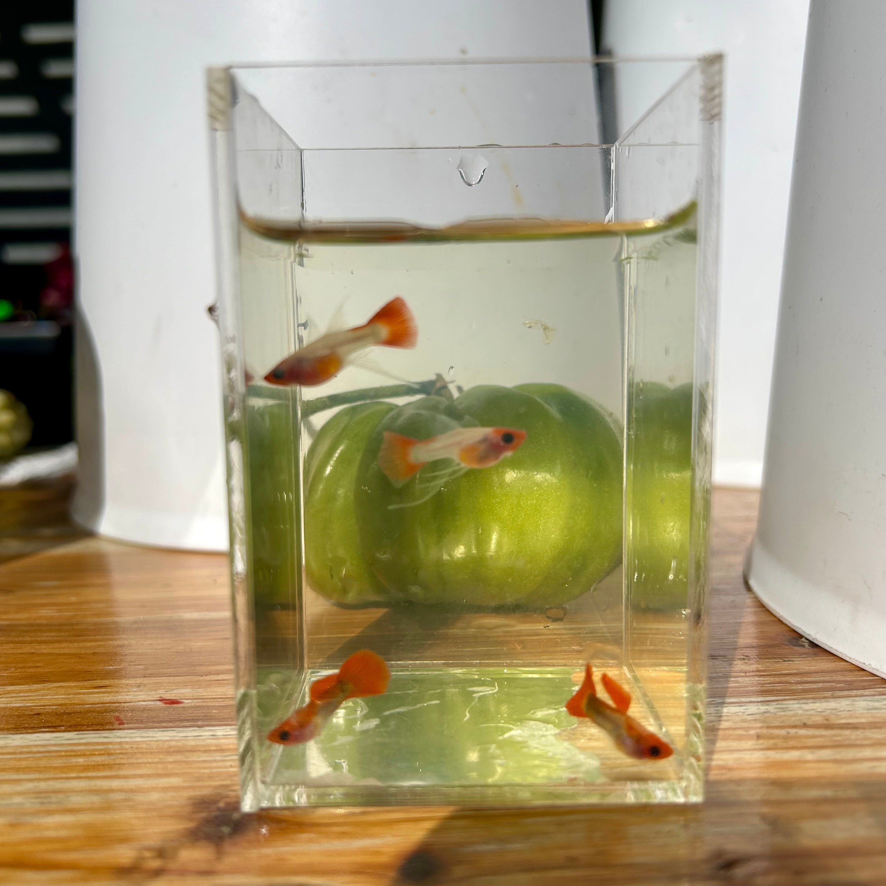 Red Koi Short GlassBelly - JustFishyThing