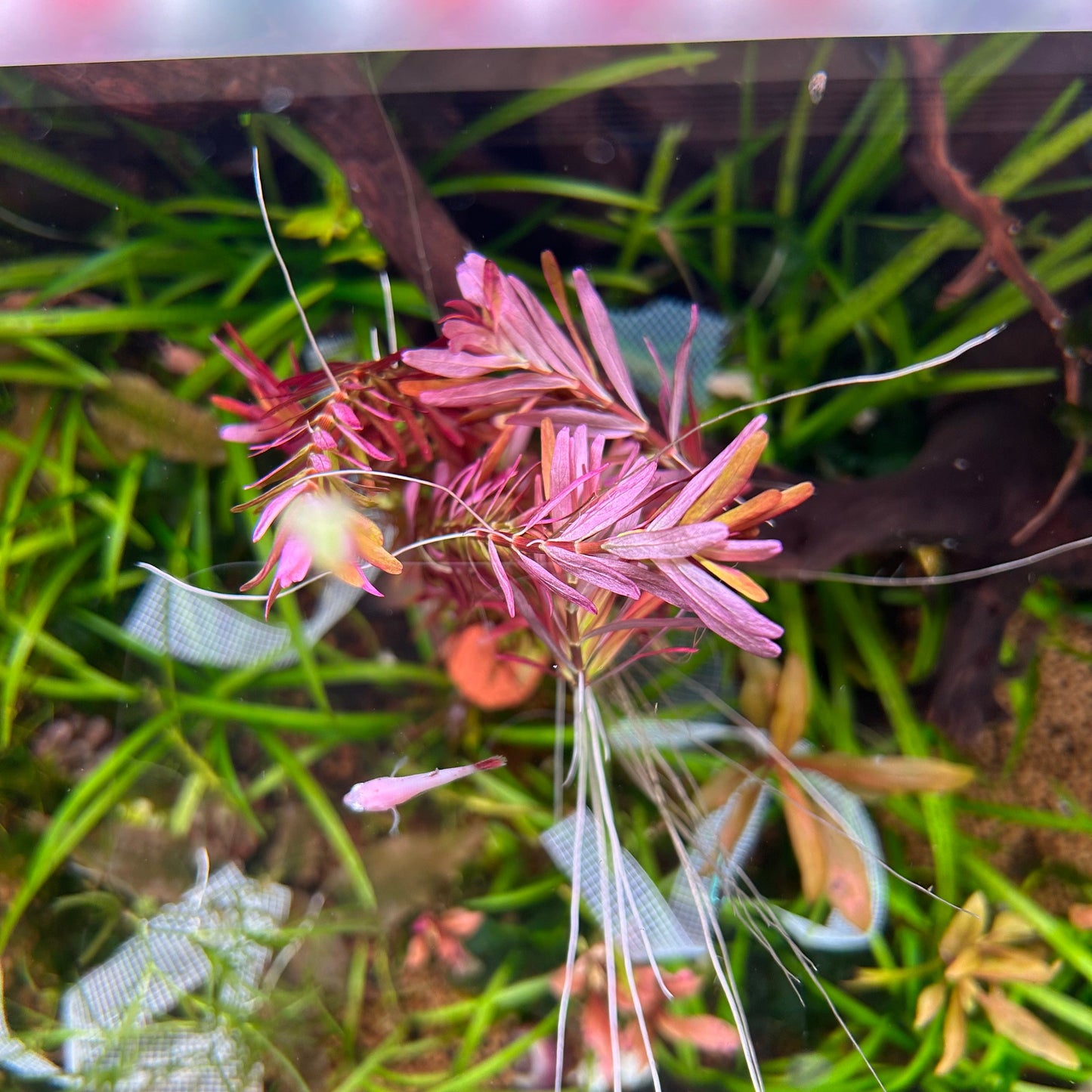 Rotala stem plant