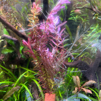 Rotala stem plant