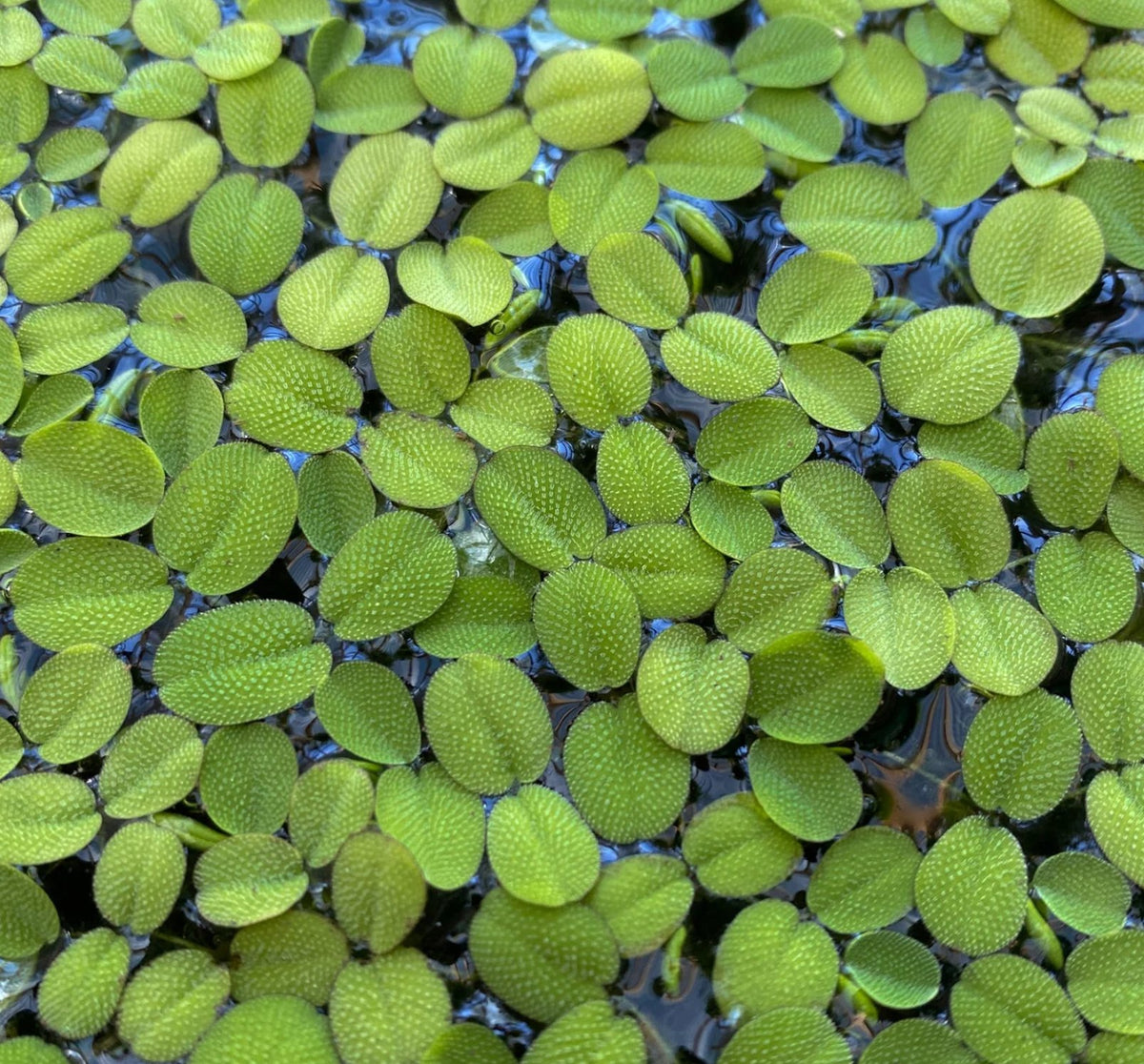 Salpicadura de agua