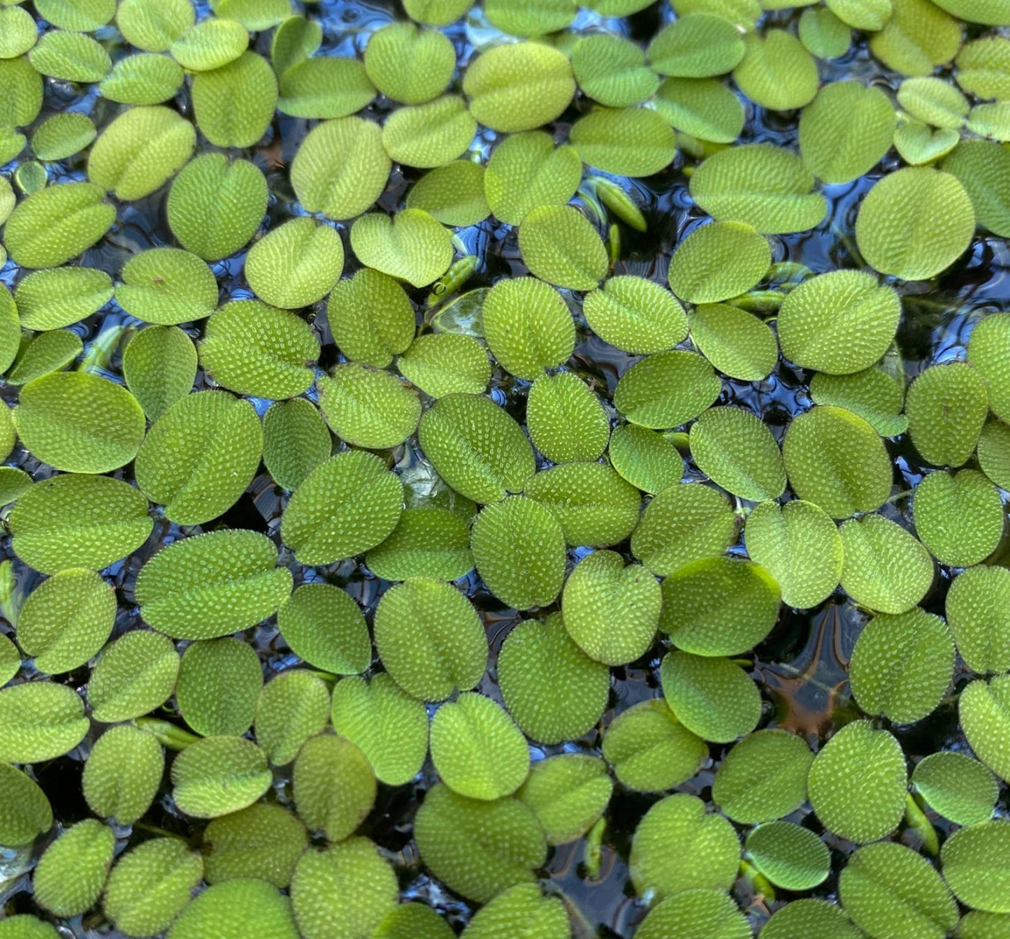 Water Sprangle