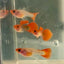 [Wholesale] Guppy