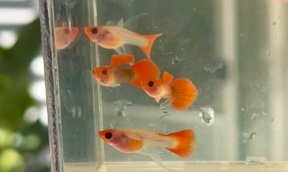 [Wholesale] Guppy