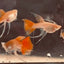 [Wholesale] Guppy