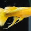 [Wholesale] Guppy