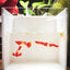 [Wholesale] Guppy