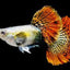 [Wholesale] Guppy
