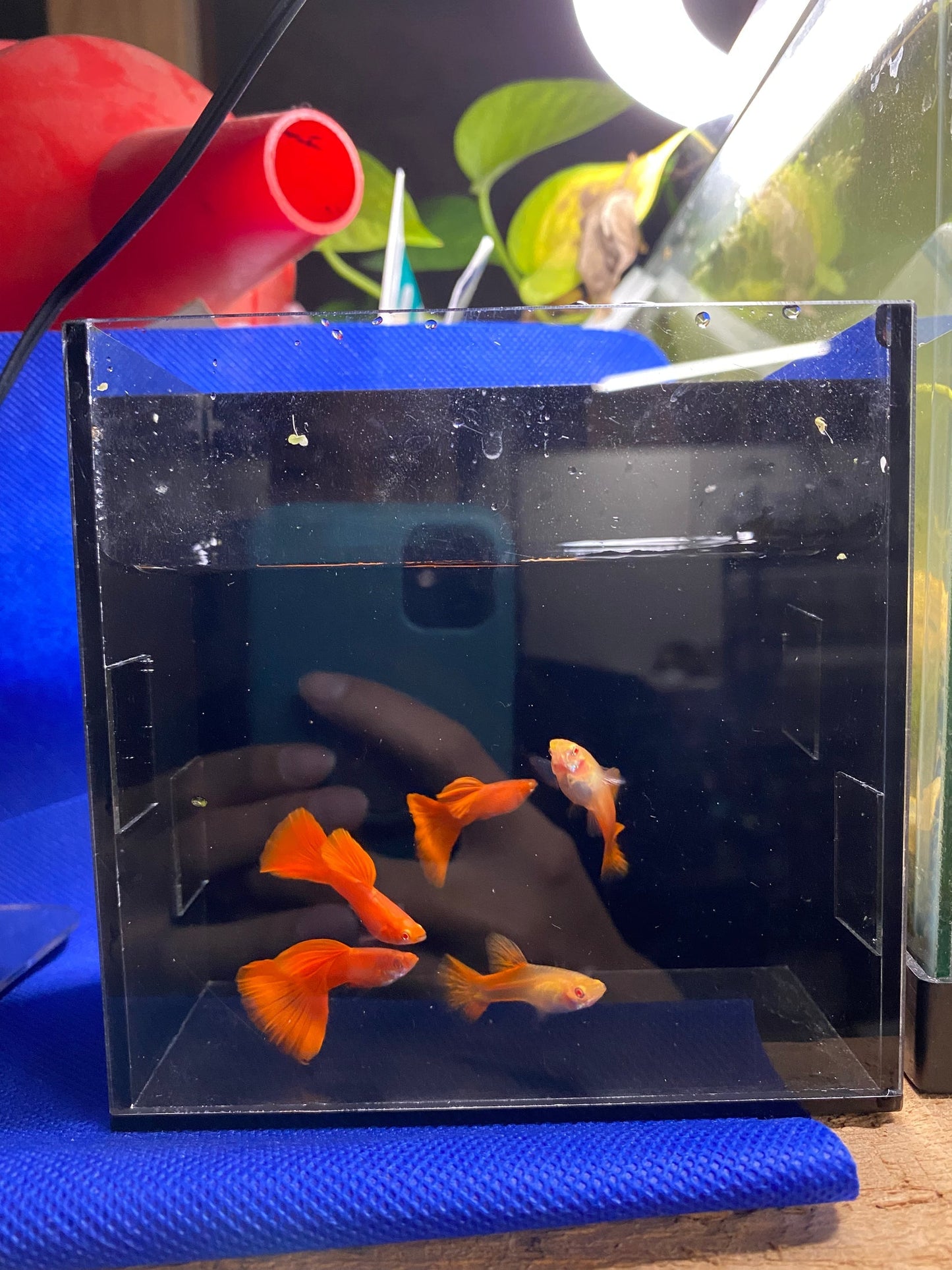 [Wholesale] Guppy